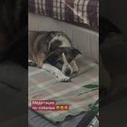 Медитация Для Щенка