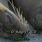 Кирсанов Караоке Лоза