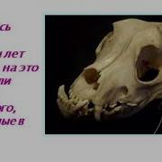 Лапы Уши И Хвосты