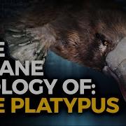 Platypus