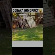 Прикол Собаки С Курицей Юмор