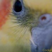 Обучение Кореллы Петь Песню Из М Ф Woody Woodpecker Teaching Cockatiel