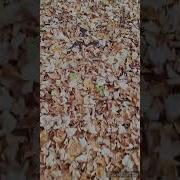 Чтобы Звучала Осень