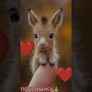 Казакша Аудио Прикол Словый
