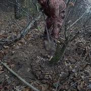 Поиск И Выкопка Ямадори Деревьев Для Будущих Бонсай