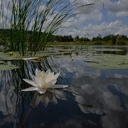 Одна Возлюбленная Пара Всю Ночь Гуляла