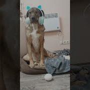 Кто Сказал Что Мое Яичко Не Танцует