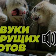 Звук Котов Когда Они Дерутся