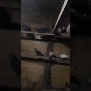 Турецкие Поющие Голуби