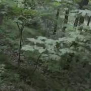 Лисьи Норы