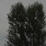 Поллеты Голубей Дормы А Чичикало А Мелитопольский Клуб Зайцева А