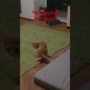 Молодой Человек Я Конечно Все Понимаю