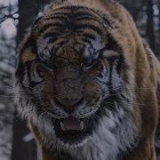 Эту Песню Ищут Все Великий Тигр