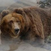 Выход Медведя Из Спячки