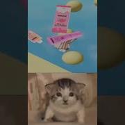 Мы Не Мыши Мы Не Птахи Мы Ночные Дольчи Милк