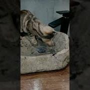 Приступаем К Водным Процедурам