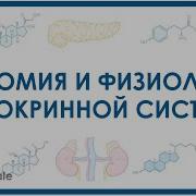 Эндокринная Система