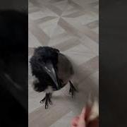 Кот Разговаривает С Вороной Прикол Смешно До Слез