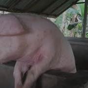 Pig Noise Sound Effect
