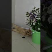 Скажи Что Не Будешь Так Делать И Можешь Выйти Из Угла