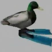 Утка Крутится Под Битбокс
