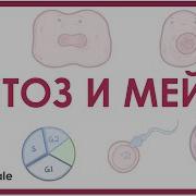 Биология 10 Класс Урок 10 Деление Клетки Клеточный Цикл Митоз И Мейоз