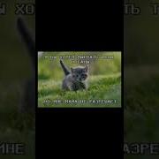Я Вырву Твои Органы Мем