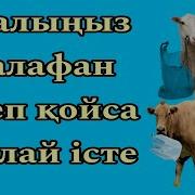Анау Мынау Сыер Бызау