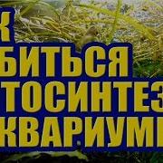 Полная Обработка Рог Филлипс