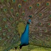 Peacock Dance