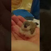 First Zebra Finch S Bath