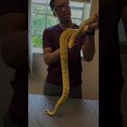 Burmese Python