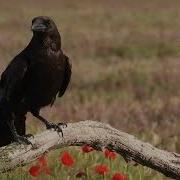Голоса Птиц Как Поёт Ворон Обыкновенный Corvus Corax