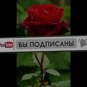 Той Боб Кушиклар