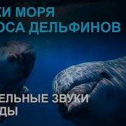 Звуки Природы Шум Моря Голоса Дельфинов Целительная Музыка Лучшая