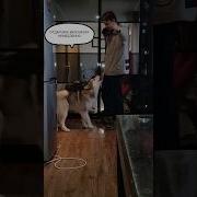 Маламут Прикол С Тик Ток