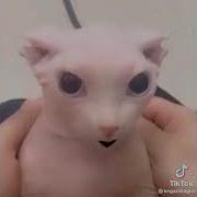 Ах Ты Маленькая Проказница