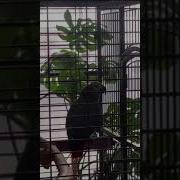 Попугай Молится Господи Помилуй