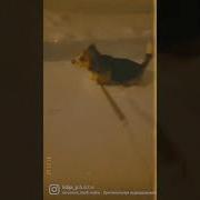 Когда Человек Заводит Себе Собаку