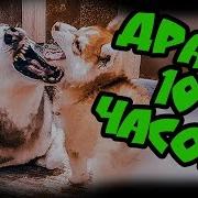 Собаки Дерутся 10 Часов Хаски Бублик Vs Хаски Бандит Тест На Психику