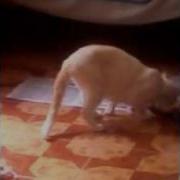 Videos Divertidos De Animal Planet Cat Crazy