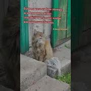 Когда Ты Чего Нибудь Хочешь Вся Вселенная Способствует Тому Чтобы Желание Твое Сбылось