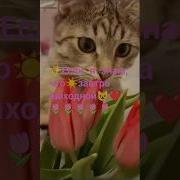 Если Я Знаю Что Завтра Выходной