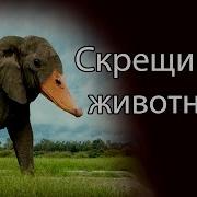 Скрещиваем Животных Hybrid Animals