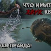 Реакция Сома На Звук Квока