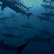 Bbc Shark Earth