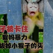 虐猴子