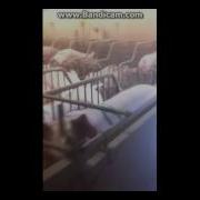 Прикол Про Свиней Позакривали Пиздаки