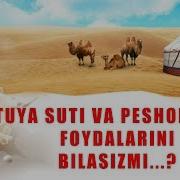 Туя Сути Ва Пешобининг Фойдаларини Биласизми