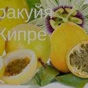 Маракуйя На Кипре Цветы Маракуйи Мама Пробует Маракуйю Passion Fruit